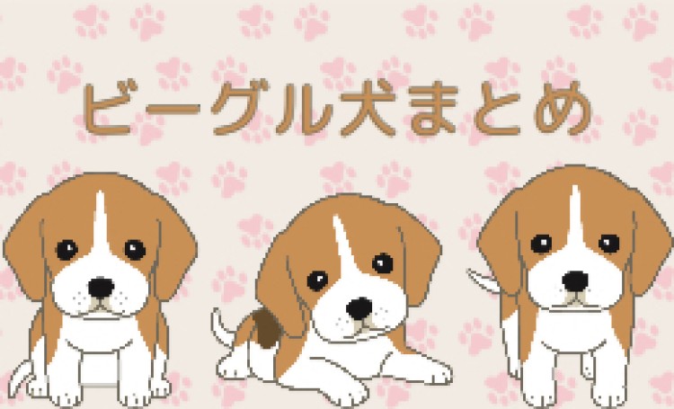愛らしく優しいビーグル大好き。